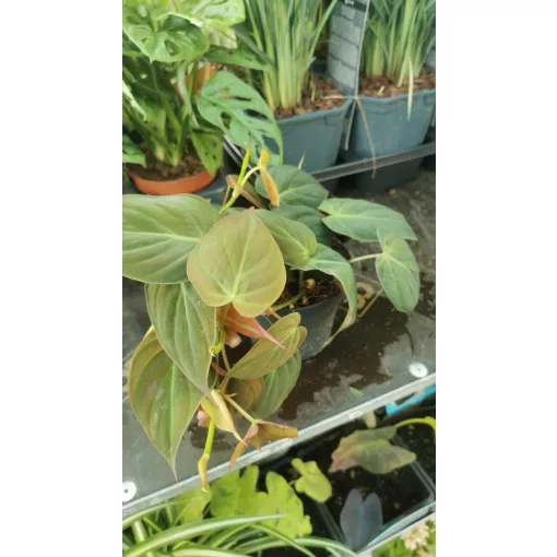 Philodendron scandens Micans