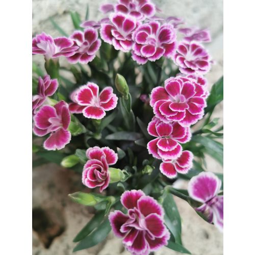 Szegfű - Dianthus 'Pink Kisses'
