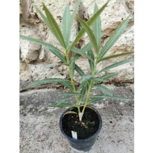 Leander Commandant Barthelemy (7)