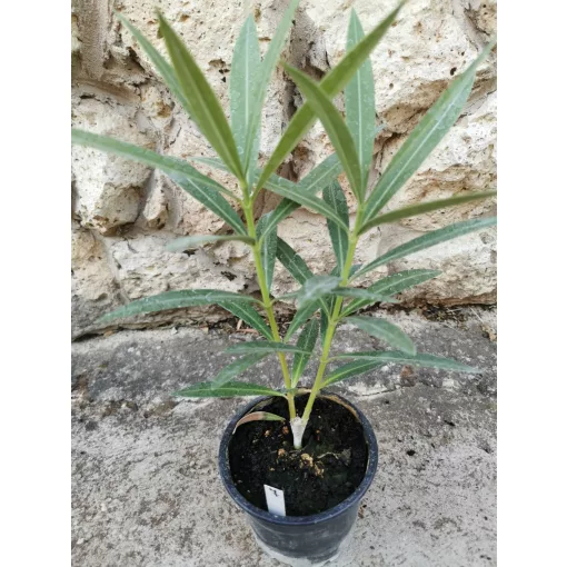 Leander Commandant Barthelemy (7)