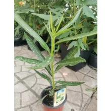 Leander Luteum Plenum (2)