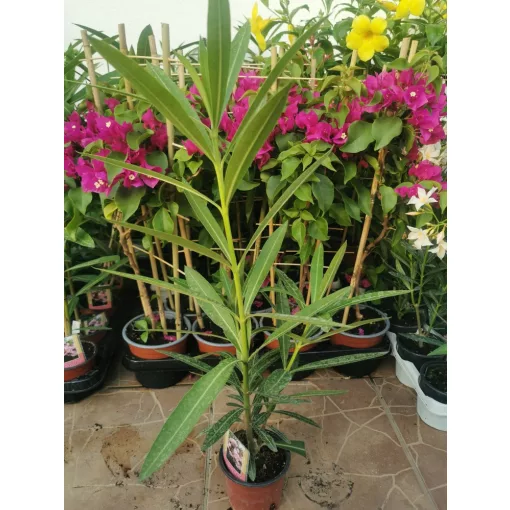 Leander Roseum Plenum