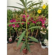 Leander Emile Sahut (13)