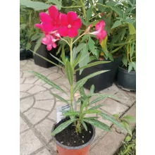 Leander Emile Sahut (13)