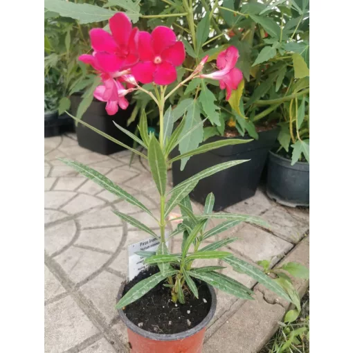 Leander Emile Sahut (13)