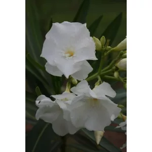 Leander Mount Blanc (1)