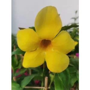 Sárga dzsungelharang - Allamanda cathartica