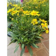 Menyecskeszem - Coreopsis Sunkiss