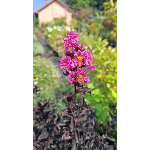 Selyemmirtusz - Lagerstroemia Black Diamond Purely Purple