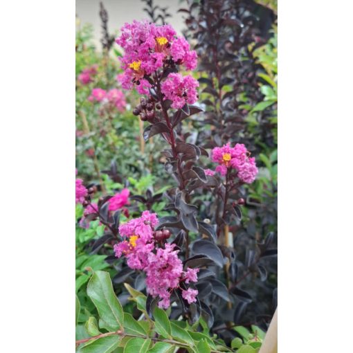 Lagerstroemia Black Diamond Purely Purple - Selyemmirtusz
