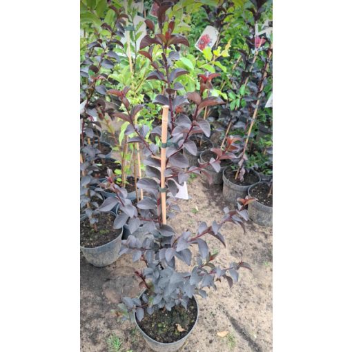 Lagerstroemia Black Diamond Purely Purple - Selyemmirtusz