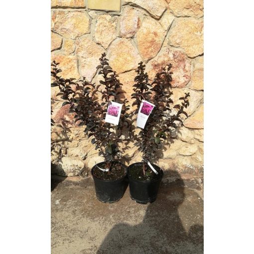 Selyemmirtusz - Lagerstroemia Black Solitaire