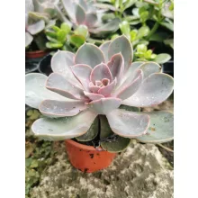 Amerikai kövirózsa - Echeveria Pearl von Nürnberg