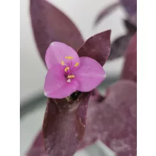 Bíbor pletyka - Tradescantia pallida v. purpurea