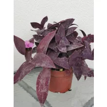 Bíbor pletyka - Tradescantia pallida v. purpurea