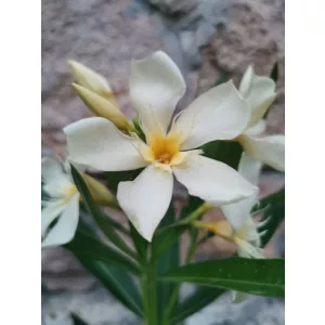 Leander Marie Gambetta (8)