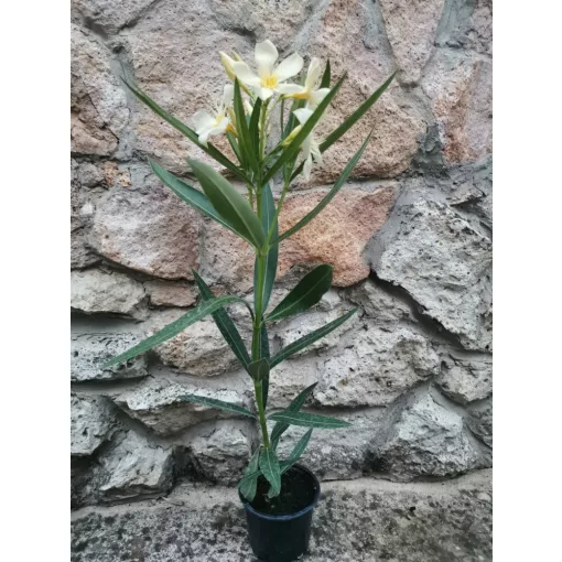 Leander Marie Gambetta (8)