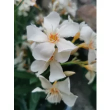 Leander Angiolo Pucci (10)