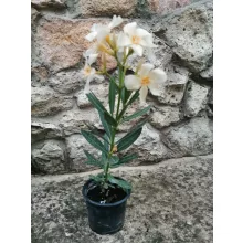 Leander Angiolo Pucci (10)