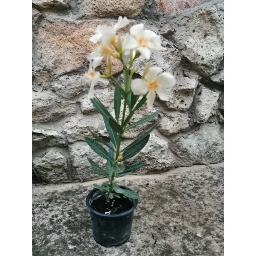 Leander Angiolo Pucci (10)