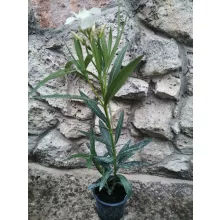 Leander Sour Agnes (11)