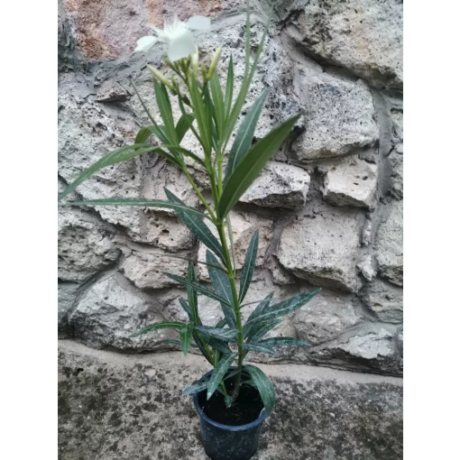 Leander Sour Agnes (11)