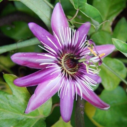 Golgotavirág - Passiflora 'Violacea'