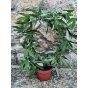 Golgotavirág - Passiflora 'Violacea'