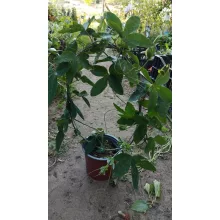 Passiflora Panda - Golgotavirág