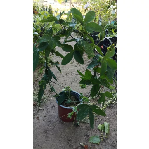 Passiflora Panda - Golgotavirág