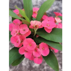 Krisztustövis - Euphorbia millii