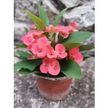 Krisztustövis - Euphorbia millii