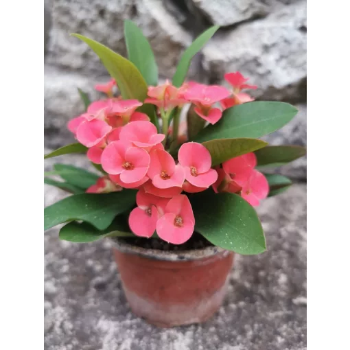 Krisztustövis - Euphorbia millii