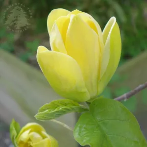 Sárga magnólia - Magnolia soulangeana Yellow Bird