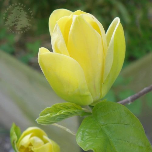 Sárga magnólia - Magnolia soulangeana 'Yellow Bird'