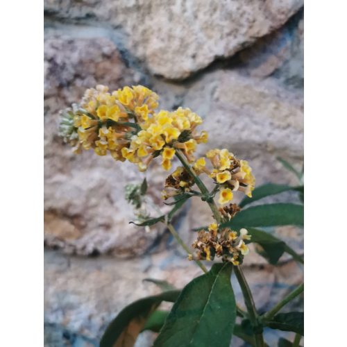 Sárga nyáriorgona - Buddleia weyeriana 'Sungold'