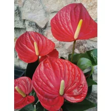 Flamingóvirág - Anthurium Oklahoma