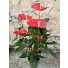 Flamingóvirág - Anthurium Oklahoma