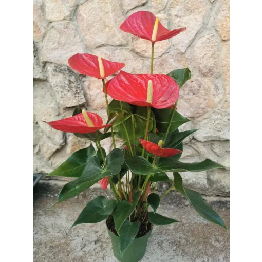 Flamingóvirág - Anthurium Oklahoma