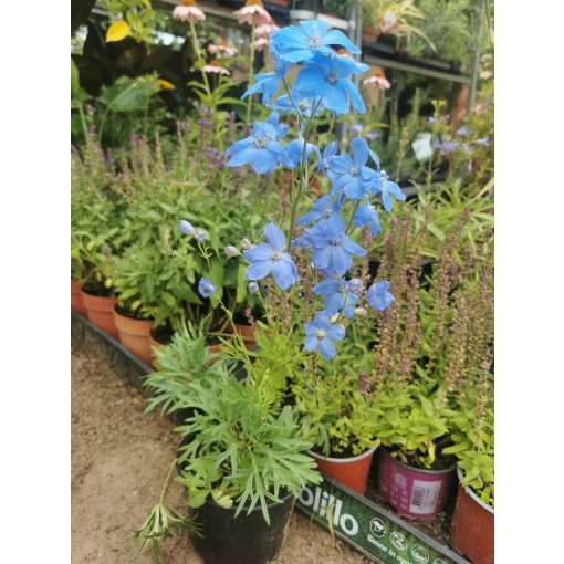 Delphinium grandiflorum Blue - Szibériai szarkaláb