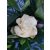 Illatos gardéna - Gardenia jasminoides