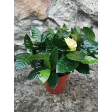 Illatos gardéna - Gardenia jasminoides