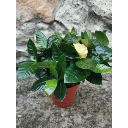 Illatos gardéna - Gardenia jasminoides