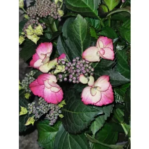 Tányéros hortenzia - Hydrangea macrophylla Teller Red