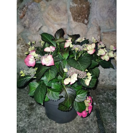 Tányéros hortenzia - Hydrangea macrophylla Teller Red