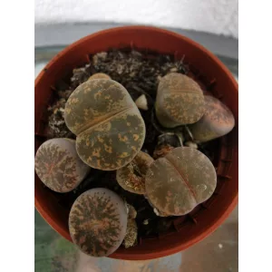 Kavicsvirág - Lithops sp.