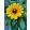 Rudbeckia hirta Toto Gold - Kúpvirág