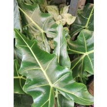 Alocasia Sarian