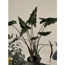 Alocasia Sarian