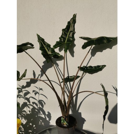 Alocasia Sarian